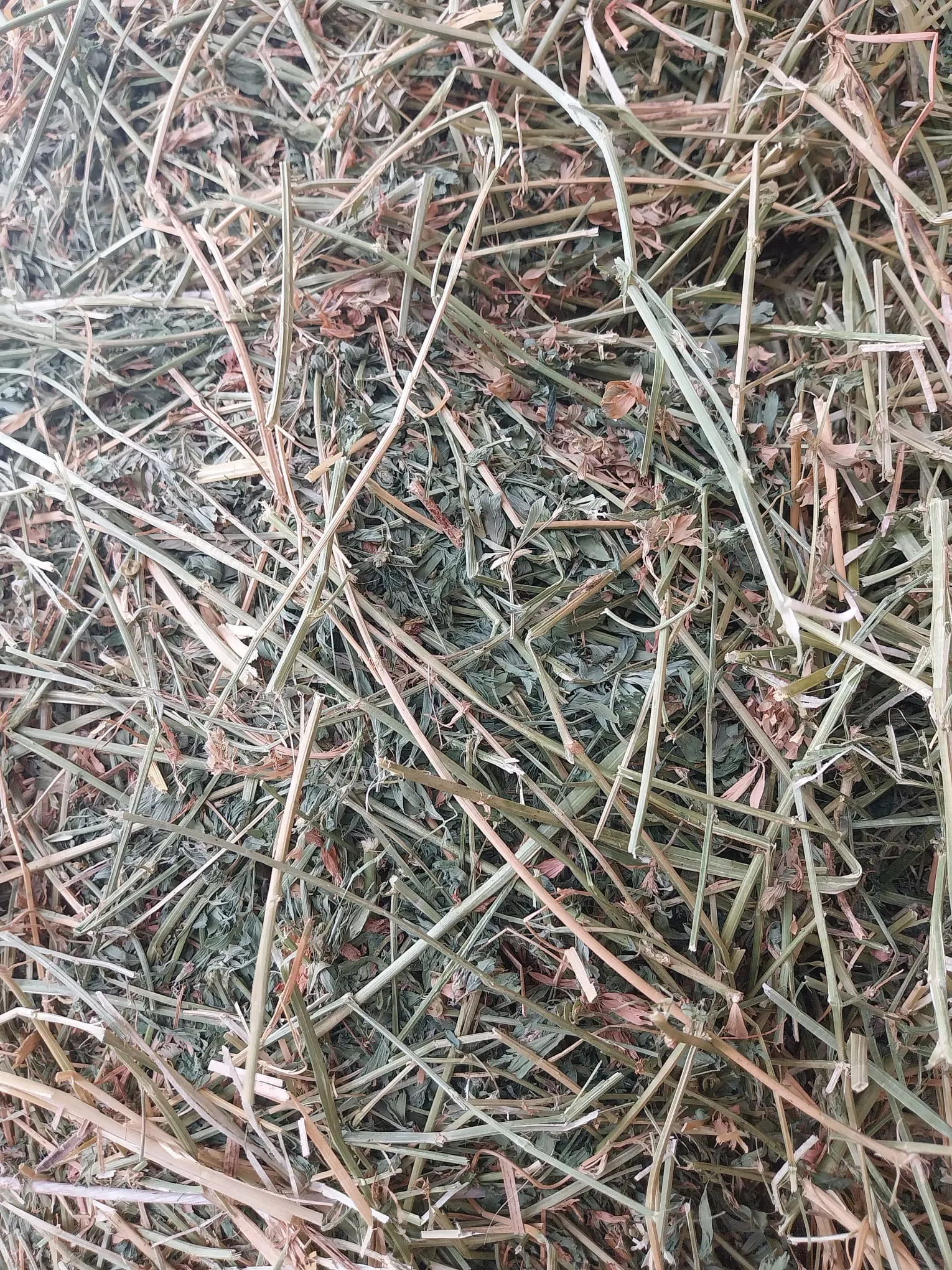 Alfalfa - 35e80c43 9f49 40ab adc1 6fa8a0920a27 2